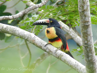 Collared Aracari