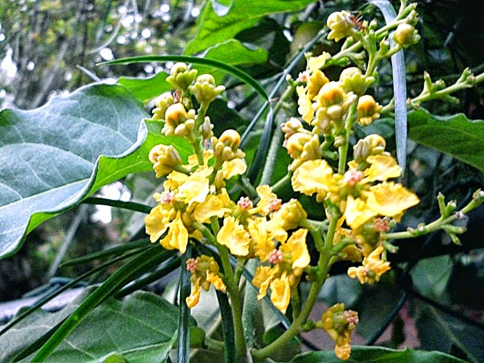 Peanut butter fruit flower