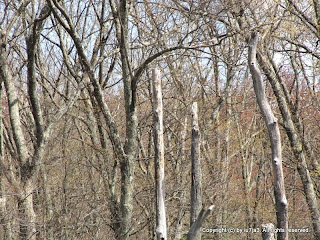 Red-headed Woodpecker