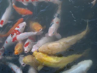 large swarm of koi fish near the surface of water. The fish are multiple colors. Fish in the foreground are gold and surrounding them are white fish mottled with orange red and black spots.