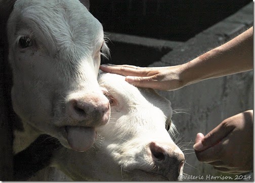 7-cows