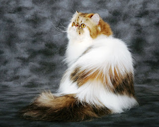 Gambar Kucing Persia Lucu 10001