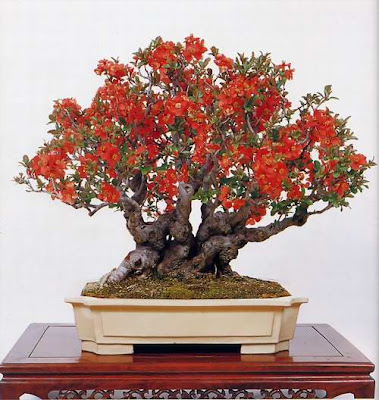 bonsai trees