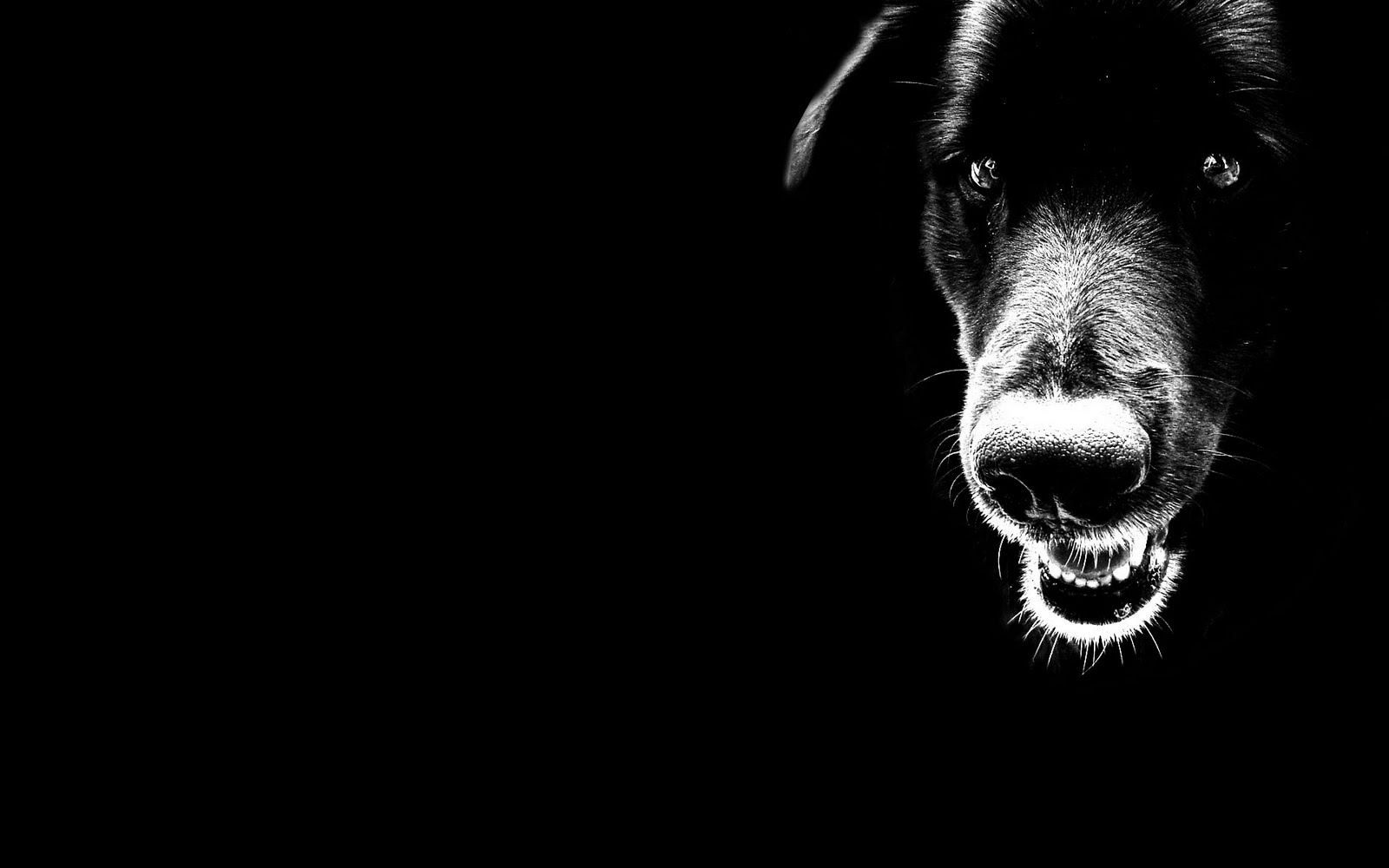 Dog Photo Black and White Desktop Background