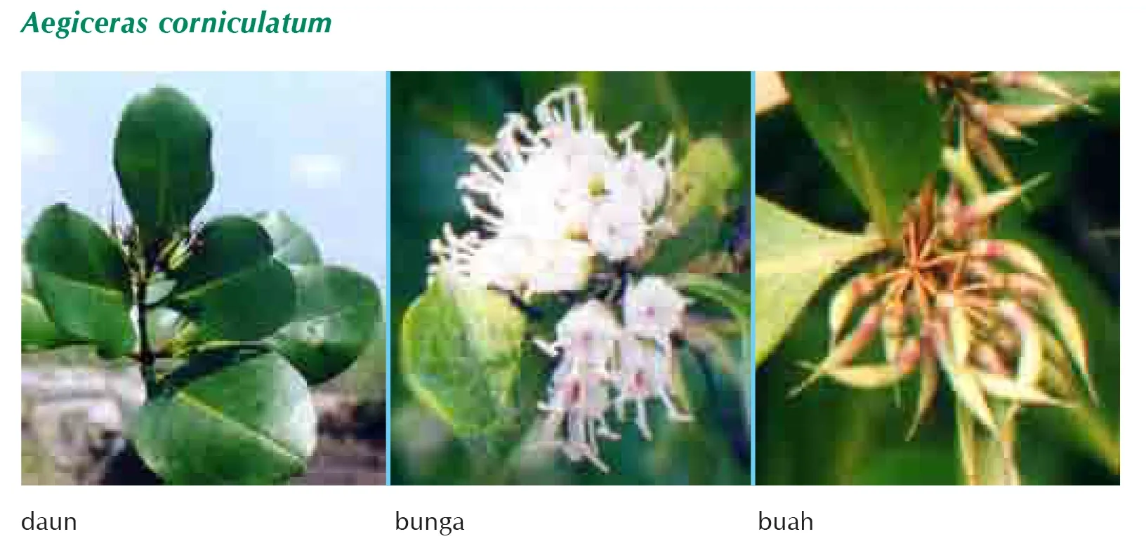 Daun, Bunga, Buah Aegiceras corniculatum