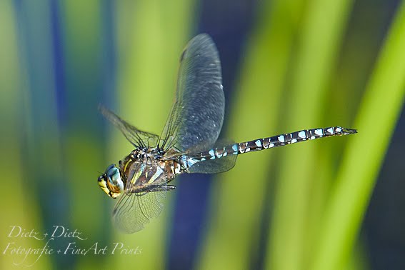 Torf-Mosaikjungfer (Aeshna juncea)