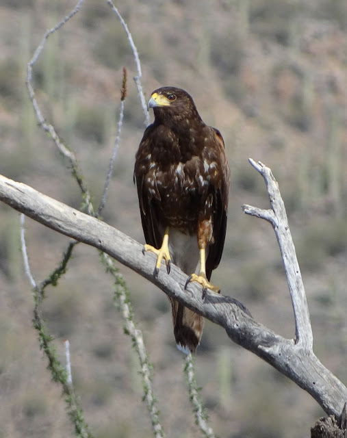 Arizona Birds Photos