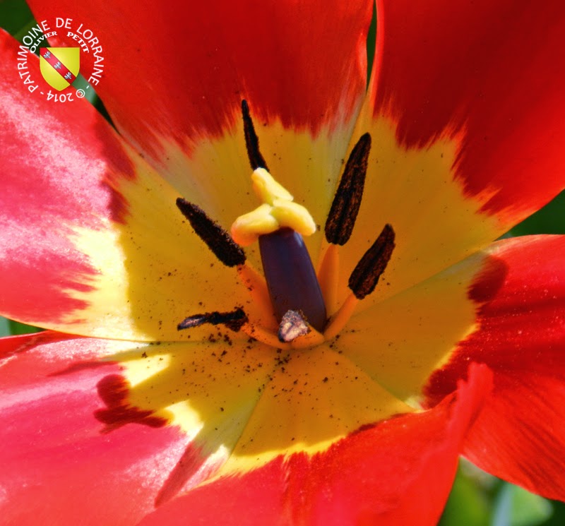 VILLERS-LES-NANCY (54) - Les tulipes du Jardin botanique du Montet