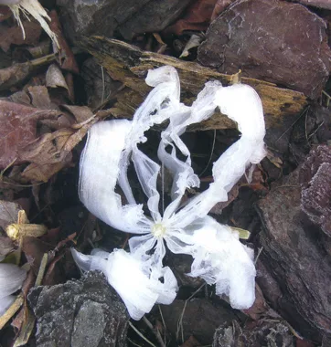 Essas flores de gelo não só existem na natureza, mas podem a ser vistas em locais onde o clima é bastante gelado. Isso corre apenas em alguns tipos de plantas devido a sua porosidade.