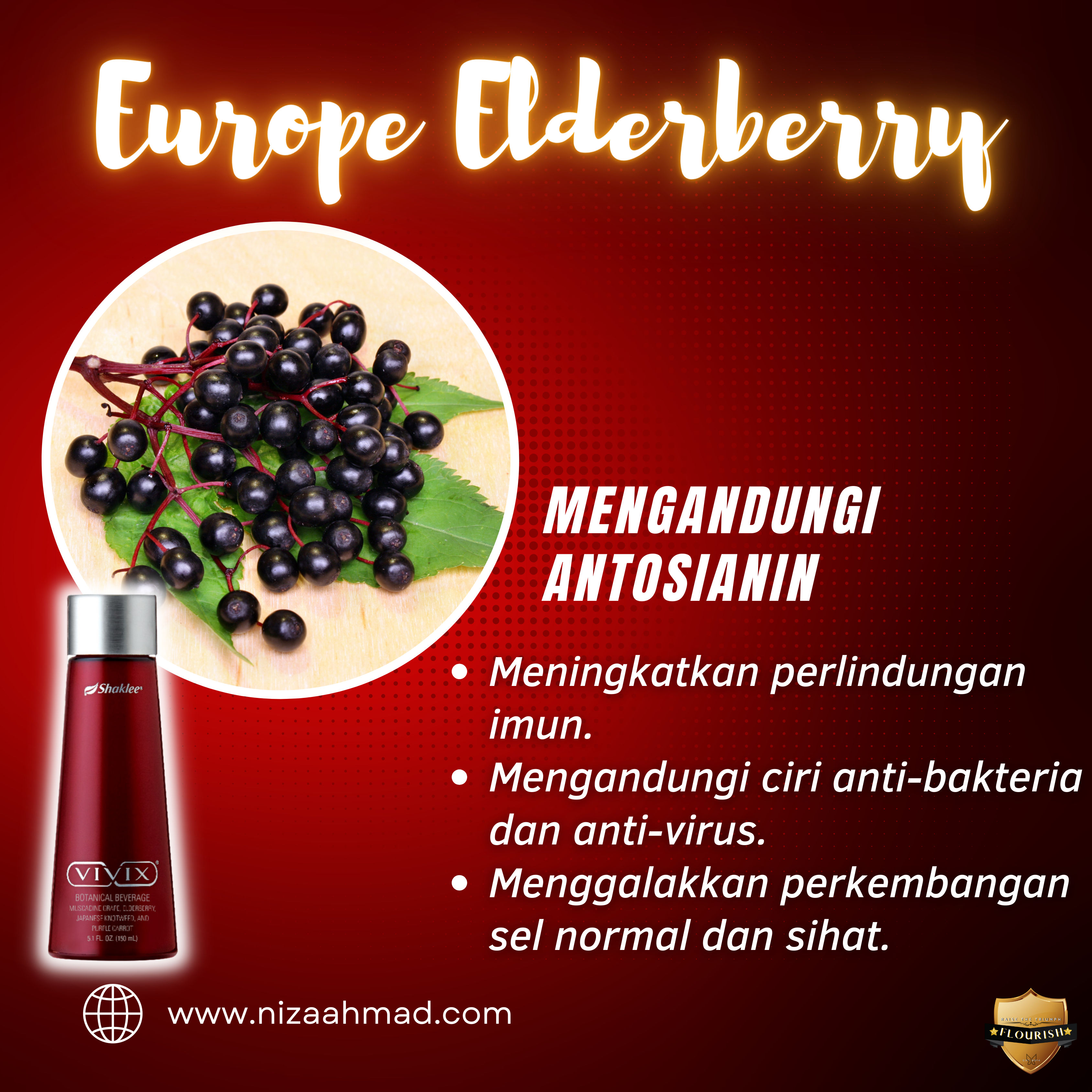 Elderberry eropah