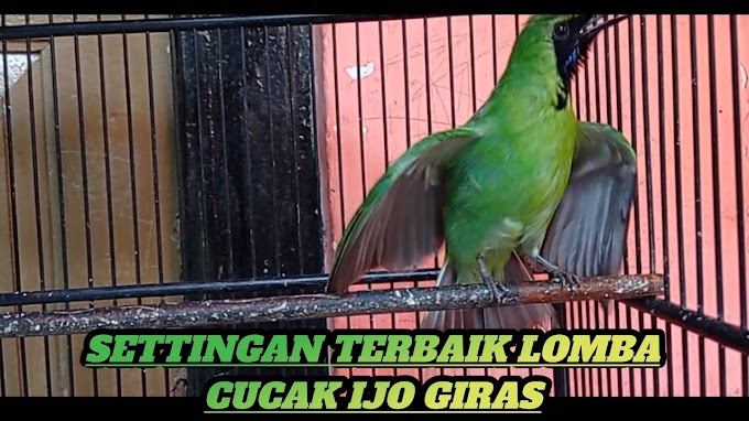 Cara Rawatan Harian Dan Setingan Lomba Burung Cucak Ijo Giras