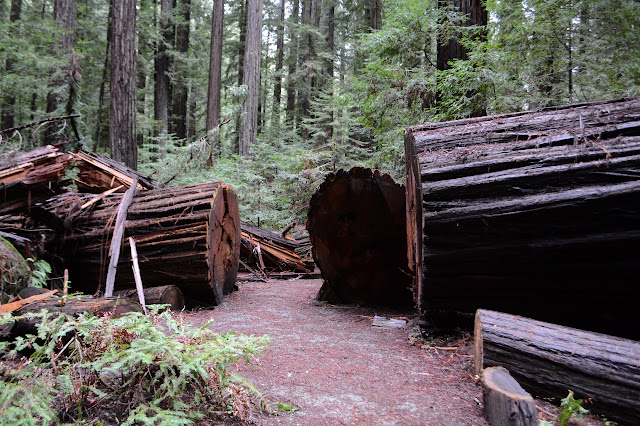 trail cut through one tree