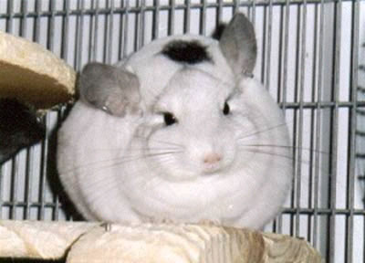 Chinchilla | Info and Photos-Images | The Wildlife