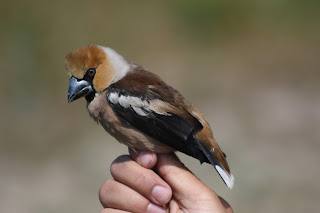 Male 2cy Hawfinch