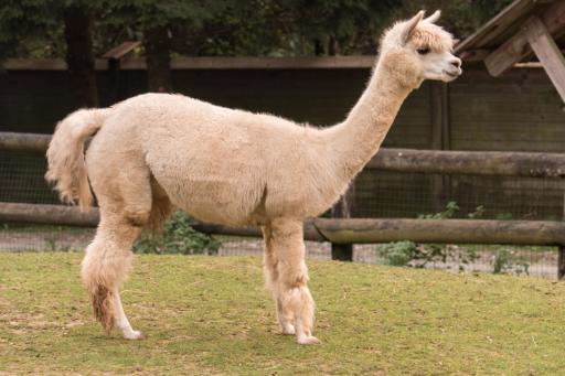 ALPACA