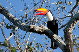 toucan