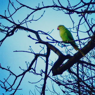 green parakeet bird hyde park kensington gardens