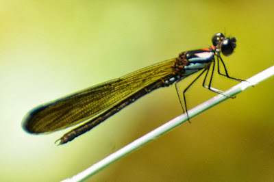 Heliocypha biseriata