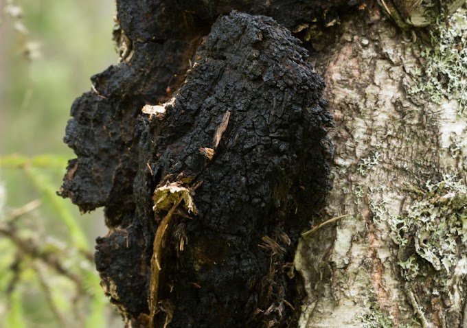 Can Chaga shrink tumors? |  Mushroom lab | Biobritte mushroom center