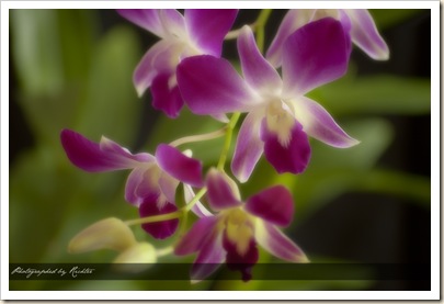 _LYL3788-2 copy
