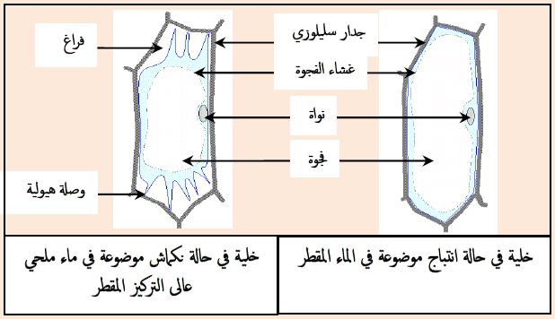 ملخصات الخلية وحدة بنيوية للسنة الثانية ثانوي علوم طبيعية