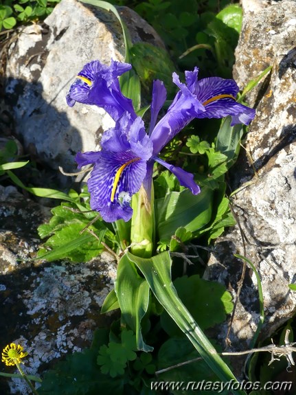 Cornicabral de Mures