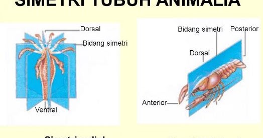 INVERTEBRATA Hewan  tdk bertulang  belakang  BIOLOGI SMA