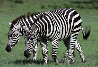 gambar kuda  zebra