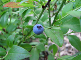 Lowbush Blueberry