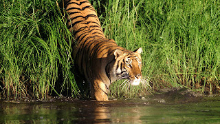 Taman Nasional Sundarbans dan Harimau