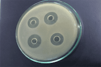 microbial assay of antibiotics