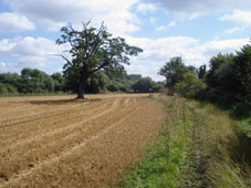 Harvested field near Essendon