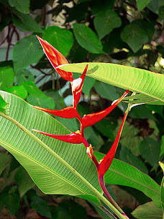 Tropical flowers in the park