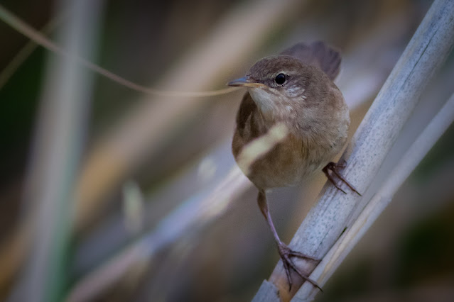 Savi's Warbler at Artemis Lagoon