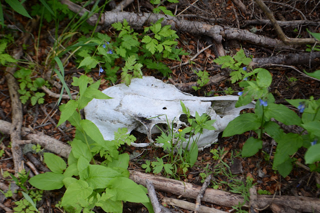 grazing mammal skull