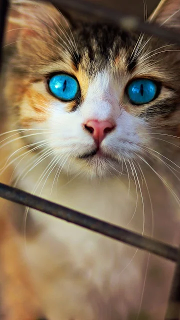 Gato Olhos Azuis