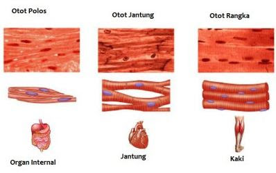 Struktur Bagian-bagian Otot, Macam-macam Jenis Otot dan Fungsi Otot