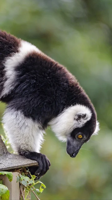 Lemur, Black, White, Animal