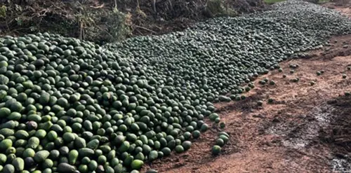 Destroying the food supply is the PLAN: Australia trashes fresh avocados while infant formula shipped to US border as America’s own babies go hungry