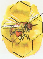 هل تعلم لماذا يصنع النّحل العسل؟