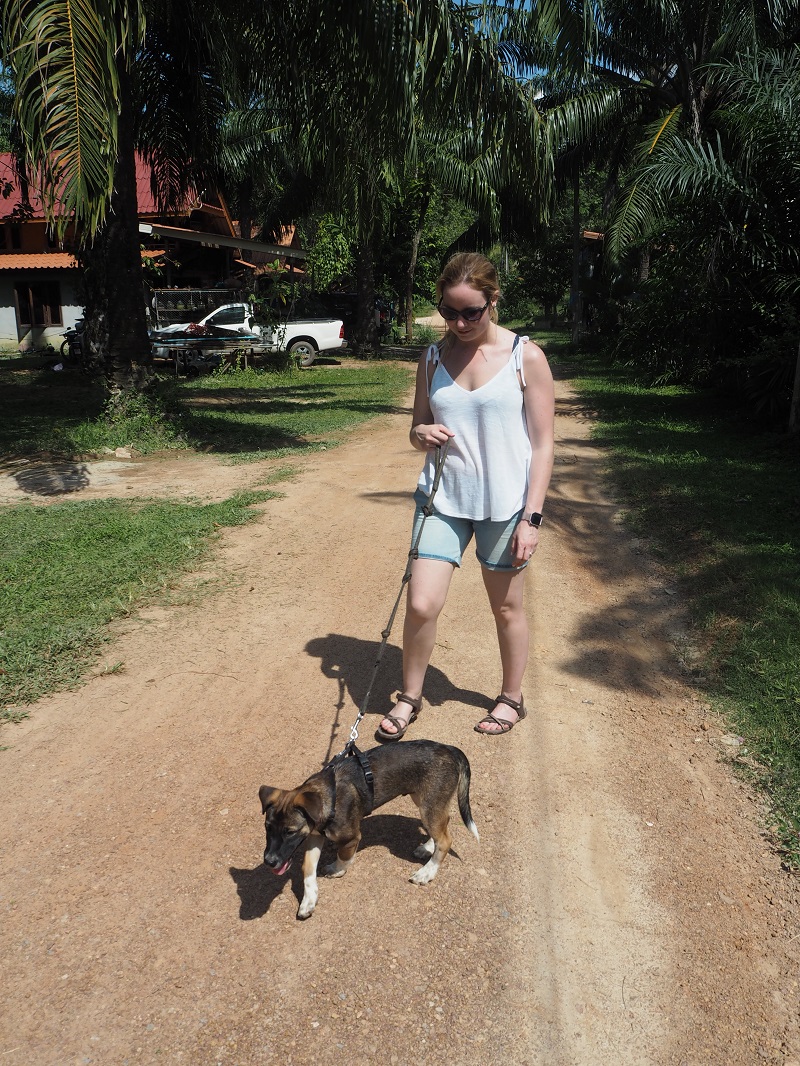 Walking puppy Ron at Lanta Animal Welfare