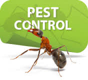 Pest Control services in Baroda