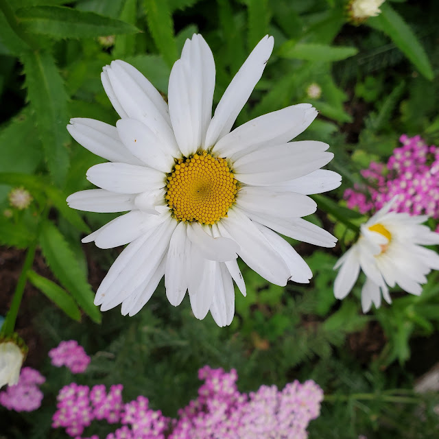 Image of shasta white daisy