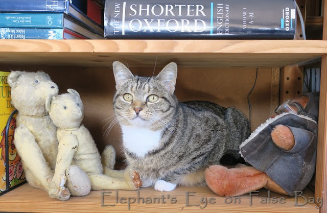 Zoë with teddy bears and books