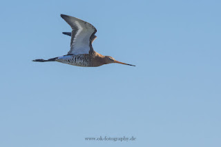 Wildlifefotografie Uferschnepfe Olaf Kerber