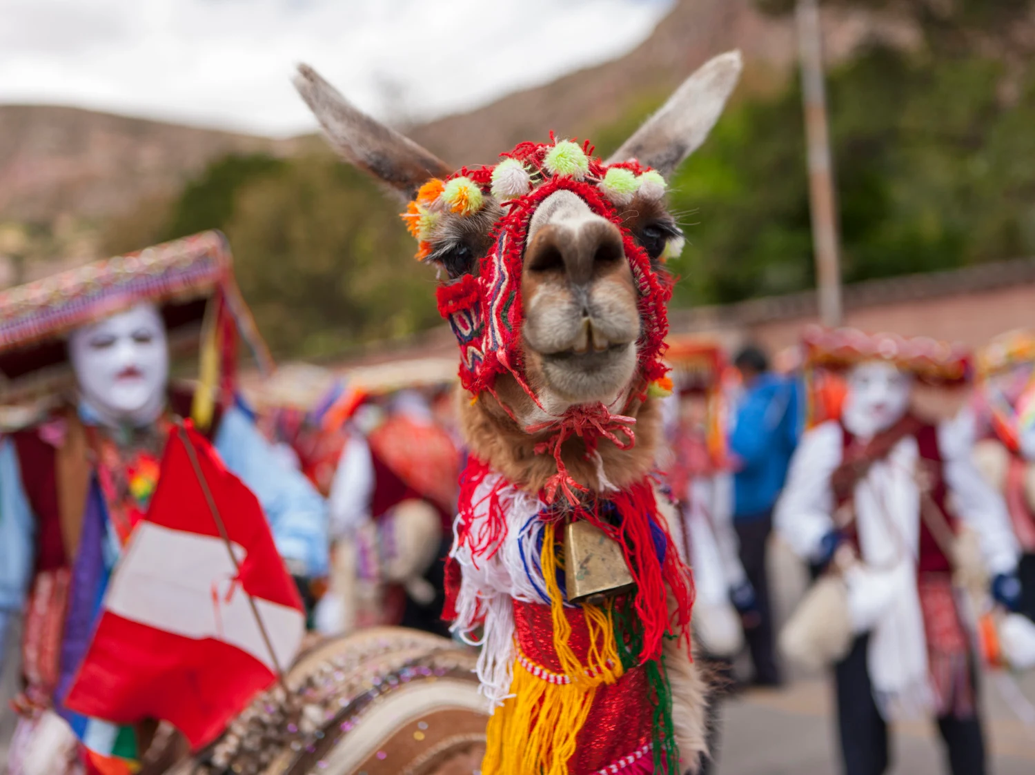 Llama in Peru, ffffound - travel blog