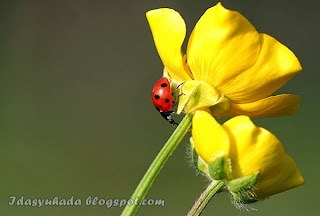 Jom Tengok Ladybugs Yang Comel