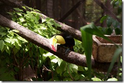 tucan2