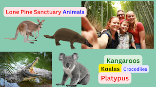Lone Pine Koala Sanctuary Animals