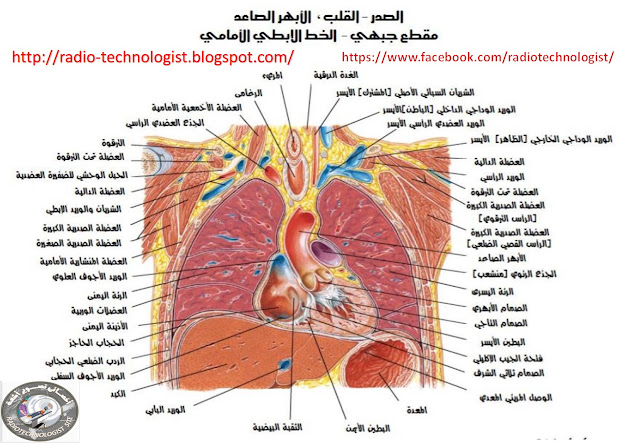 مقطع تاجى للصدر باللغة العربية